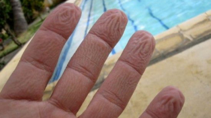 Te-ai întrebat vreodată de ce ni se încrețesc degetele în apă? Iată explicația