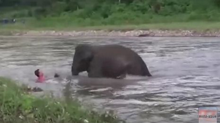 Imagini incredibile! Un elefant a salvat un om de la înec 