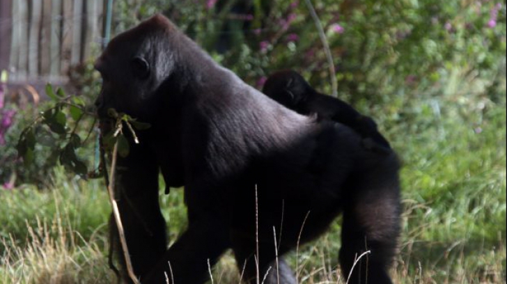 Panică pe străzile Londrei, după ce o gorilă a evadat de la Zoo