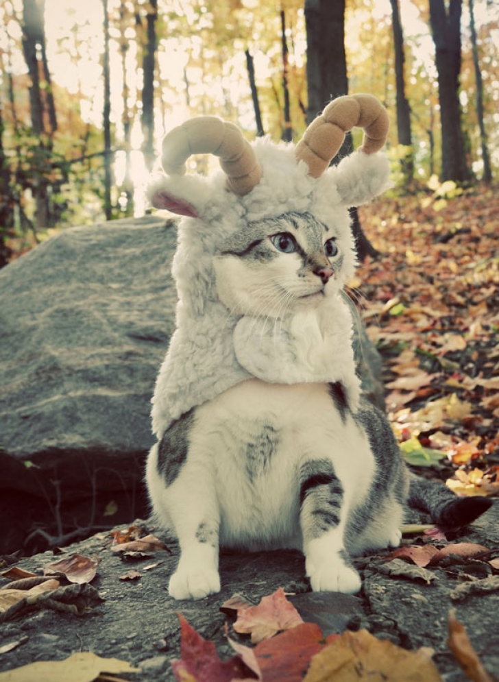 Imaginile care îţi vor face ziua mai frumoasă! Cele mai drăguţe costume de Halloween pentru pisici 
