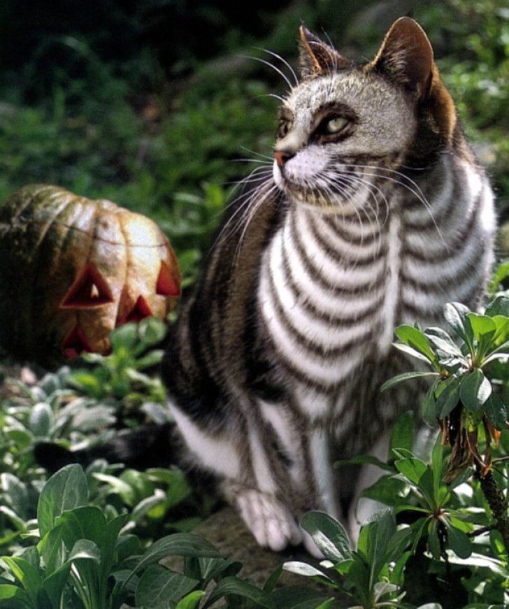 Imaginile care îţi vor face ziua mai frumoasă! Cele mai drăguţe costume de Halloween pentru pisici 