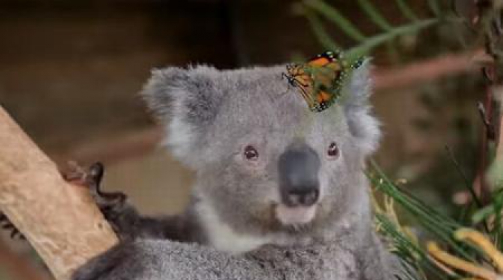 Viralul momentului! Un koala și un fluture multicolor au făcut deliciul internauţilor 