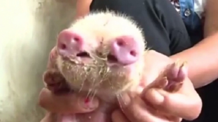 Aşa ceva nu ai mai văzut! În China s-a născut un porc cu două râturi și trei ochi 