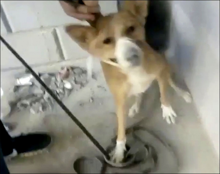 I se spune "Supravieţuitorul". Câine eliberat după ce a stat prins între pereţii unei clădiri 3 ani!