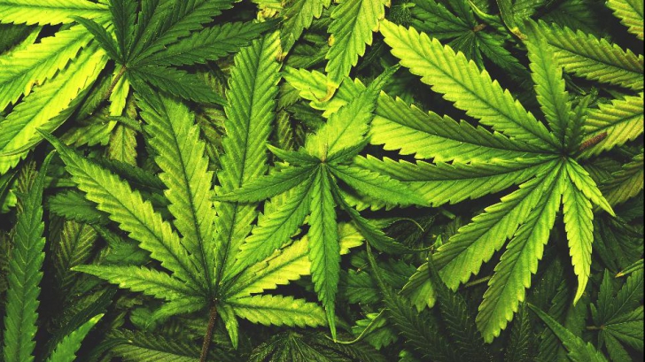 Anunț surprinzător despre legalizarea consumului de marijuana
