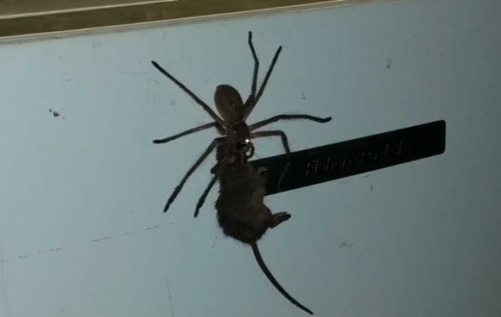 Păianjen gigant
