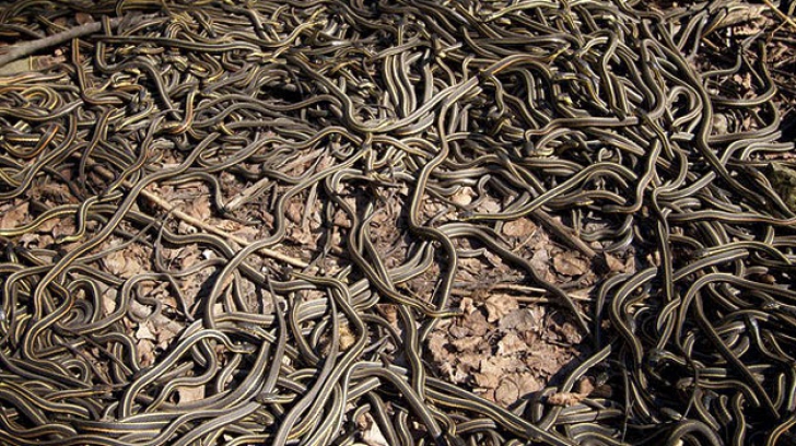 Invazie. Zeci de șerpi veninoși au scăpat dintr-o fermă ilegală. Localncii, disperați