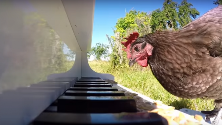 INCREDIBIL. O găină cântă la pian. Iată ce ce rapsodie a compus! Este uimitor