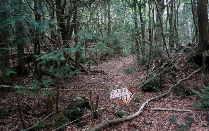 Cea mai terifiantă pădure din lume ascunde un SECRET ORIBIL! Autorităţile nu mai fac faţă! Copacii..
