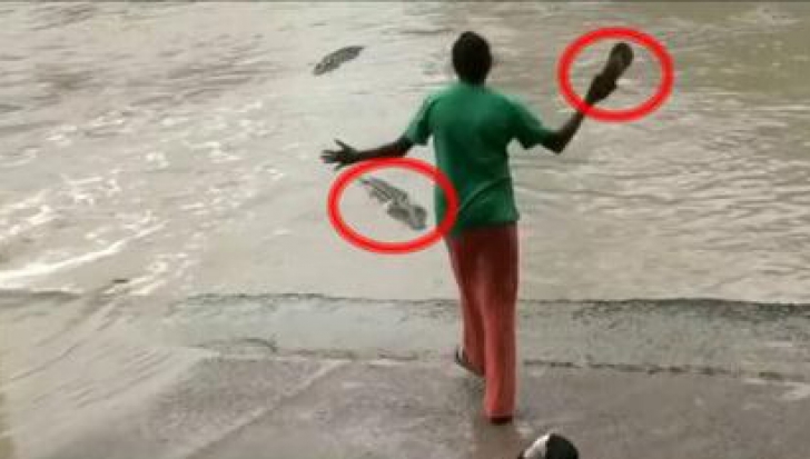 Imagini haioase. O femeie încearcă să alunge un crocodil cu un papuc 