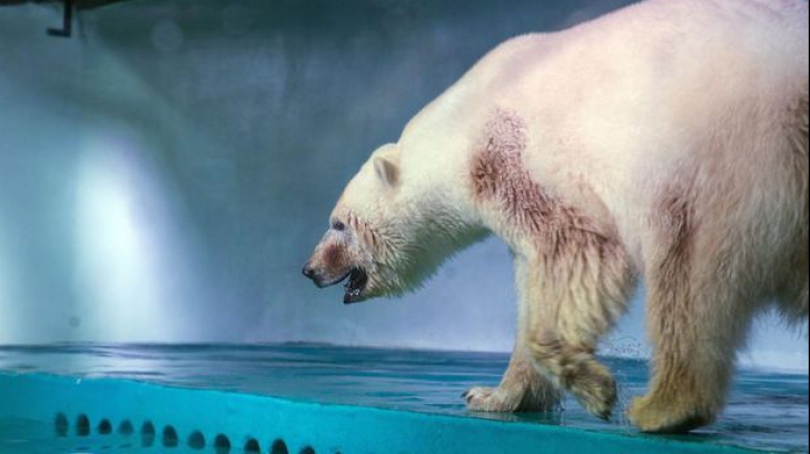 Ce se va întâmpla cu ”cel mai trist urs polar din lume”, aflat la un zoo din China