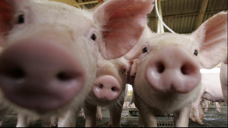 Traditii şi obiceiuri de IGNAT: De ce se taie porcul pe 20 decembrie