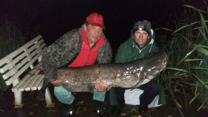 Captură record pentru doi pescari din Satu Mare: au prins un somn-gigant! Câte kg are