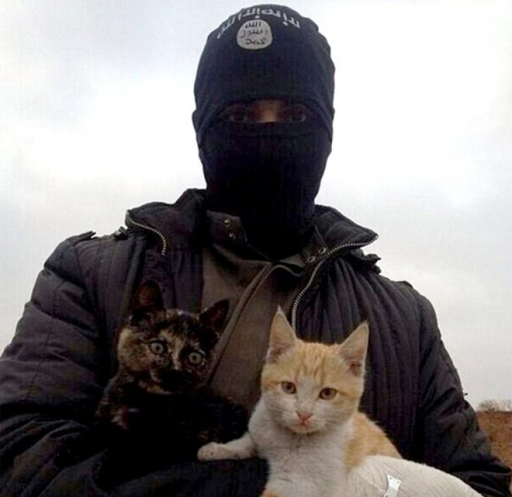 Statul Islamic a interzis pisicile. Motivul este halucinant