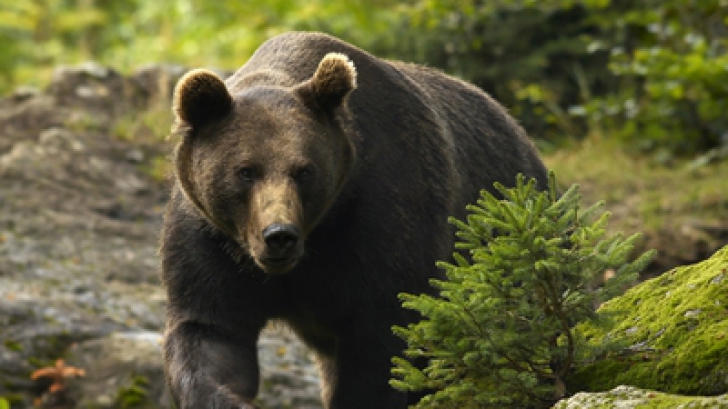 Câţi oameni au fost atacaţi de urs, în România, în perioada 2010-2016