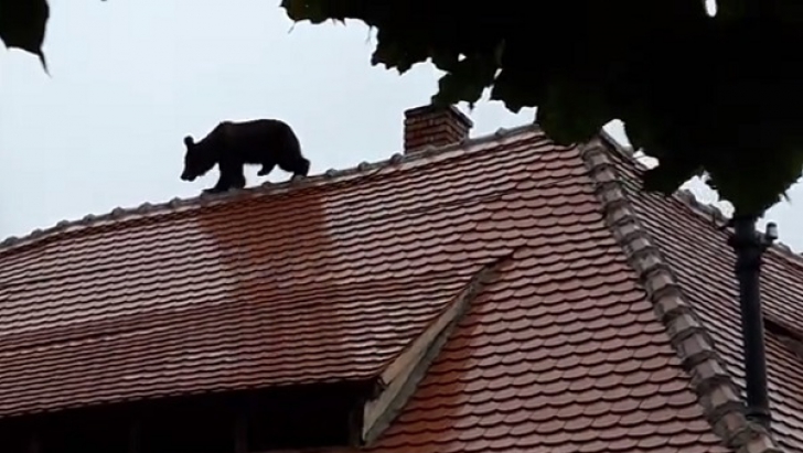 Ce se întâmplă la Sibiu după ce ursul urcat pe casă a fost omorât