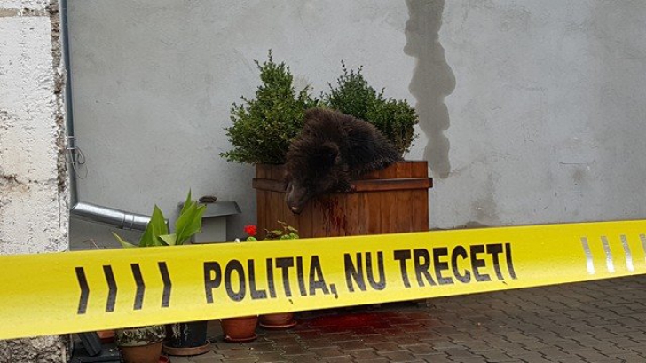 Cioloș a cerut rapoarte complete de la autorități cu privire la uciderea ursului din Sibiu