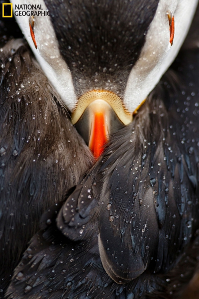 IMAGINI MAGNIFICE: Cele mai bune fotografii la concursul National Geographic Nature 