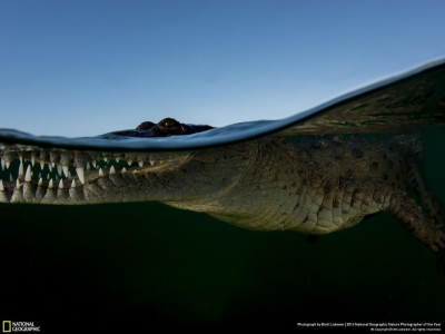 IMAGINI MAGNIFICE: Cele mai bune fotografii la concursul National Geographic Nature 