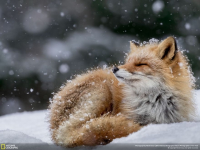 IMAGINI MAGNIFICE: Cele mai bune fotografii la concursul National Geographic Nature 