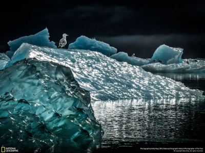 IMAGINI MAGNIFICE: Cele mai bune fotografii la concursul National Geographic Nature 