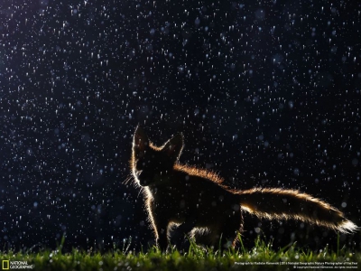 IMAGINI MAGNIFICE: Cele mai bune fotografii la concursul National Geographic Nature 