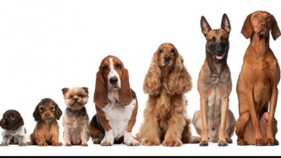 Acesta este cel mai mic câine din lume. Nu-ți vine să crezi când îl vezi