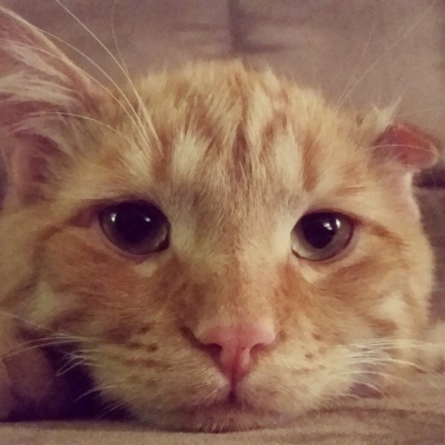 Cea mai tristă pisică din lume s-a transformat radical la o oră după ce a fost adoptată