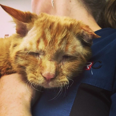 Cea mai tristă pisică din lume s-a transformat radical la o oră după ce a fost adoptată