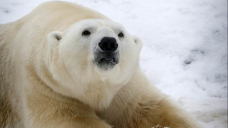 Alegeri în SUA: Ursul polar Felix, din Siberia, a ghicit câştigătorul scrutinului prezidențial