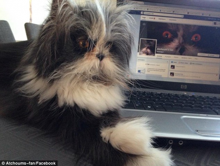 Creatura care uimeşte internetul: e câine sau pisică?