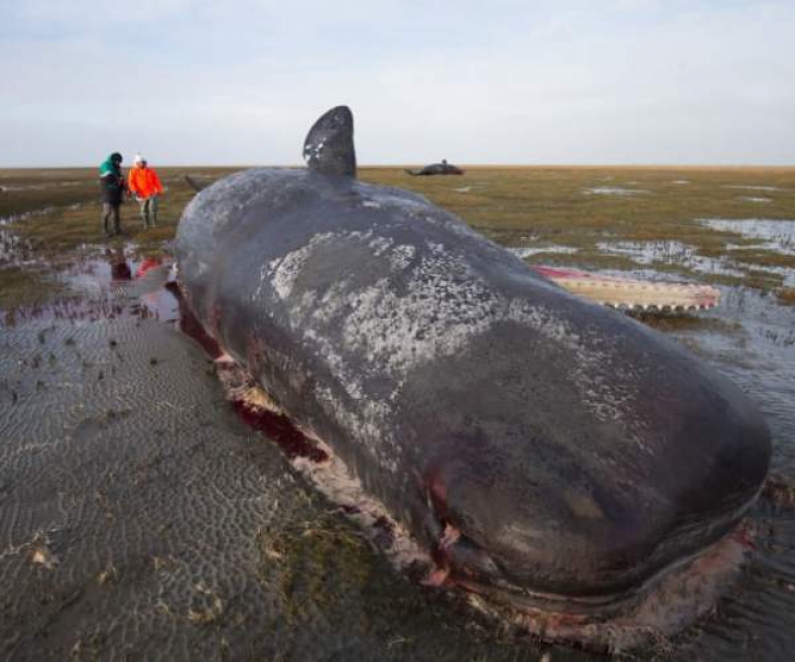 Au găsit 2 balene eşuate. Specialiştii au căutat în stomacul lor. S-au CUTREMURAT! Ce au descoperit