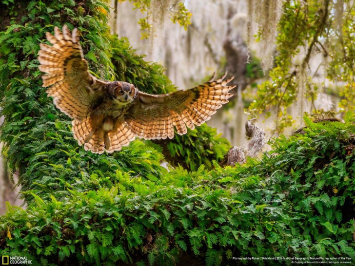 IMAGINI MAGNIFICE: Cele mai bune fotografii la concursul National Geographic Nature 