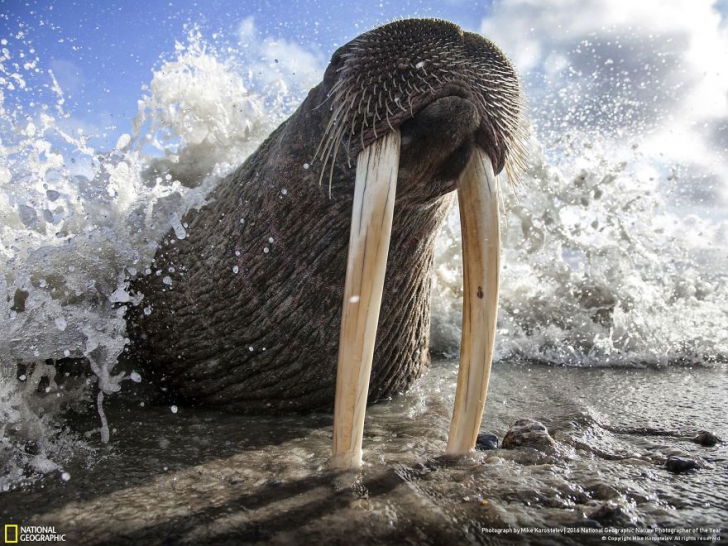 IMAGINI MAGNIFICE: Cele mai bune fotografii la concursul National Geographic Nature 