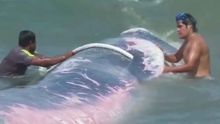 Balena eșuată în Chile