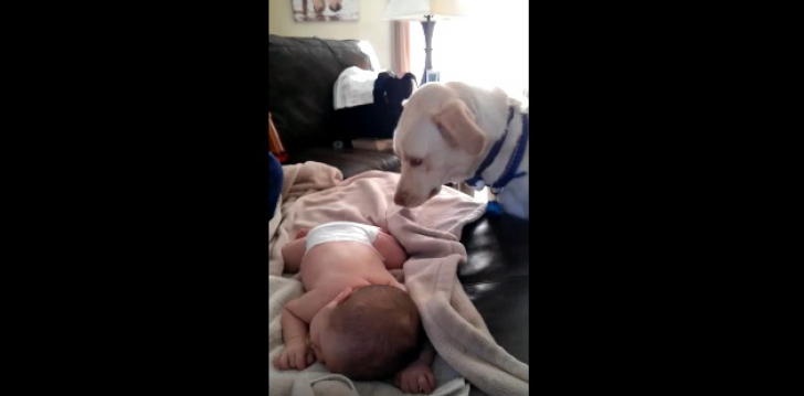 Părinții au filmat ceea ce făcea câinele cu bebelușul lor care dormea. Au rămas fără cuvinte!