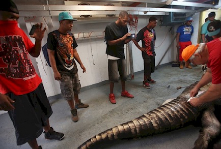 Au capturat cel mai mare aligator, dar, când l-au despicat, au încremenit! Ce au găsit în interior