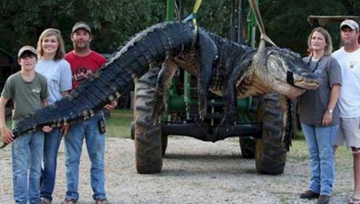 Au capturat cel mai mare aligator, dar, când l-au despicat, au încremenit! Ce au găsit în interior