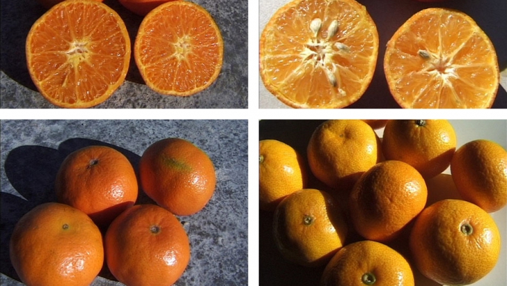 Mandarinele (Citrus reticulata) și clementinele (Citrus xclementine) fac parte din familia citricelor.