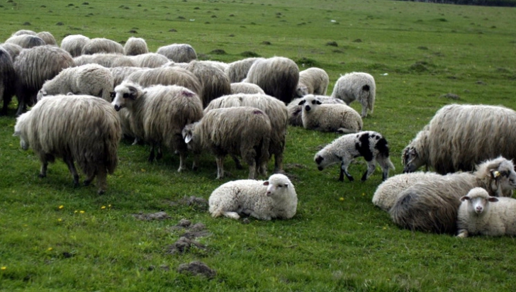 România, acuzată de încălcarea regulamentelor internaționale privind sănătatea animalelor