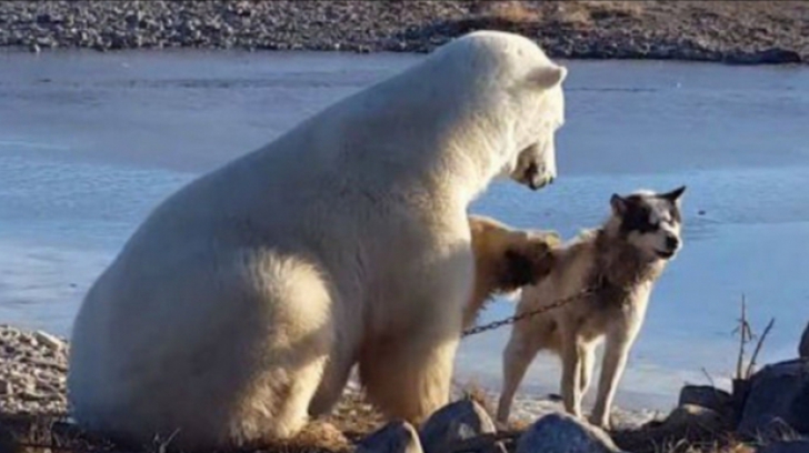 La câteva ore după ce a fost filmat în timp ce mângâia un câine, un urs polar a mâncat un husky 