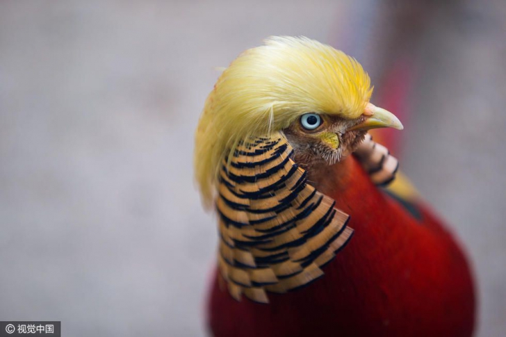 O ţară întreagă se înghesuie la Zoo să-l vadă pe Donald Trump în varianta ANIMALĂ