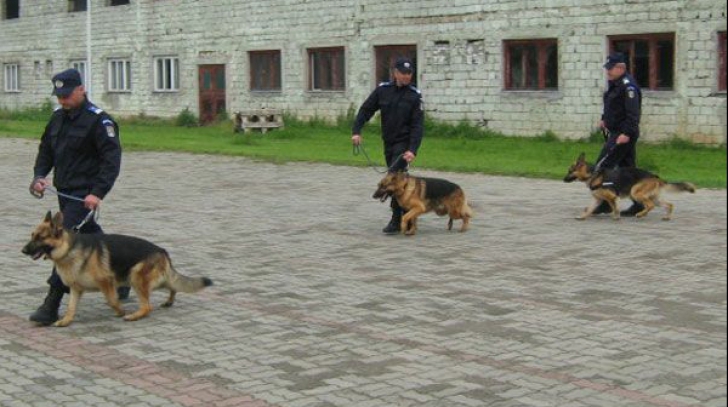 Criminalul evadat de la Spitalul de Psihiatrie din Buzău, găsit mort de un câine al Jandarmeriei