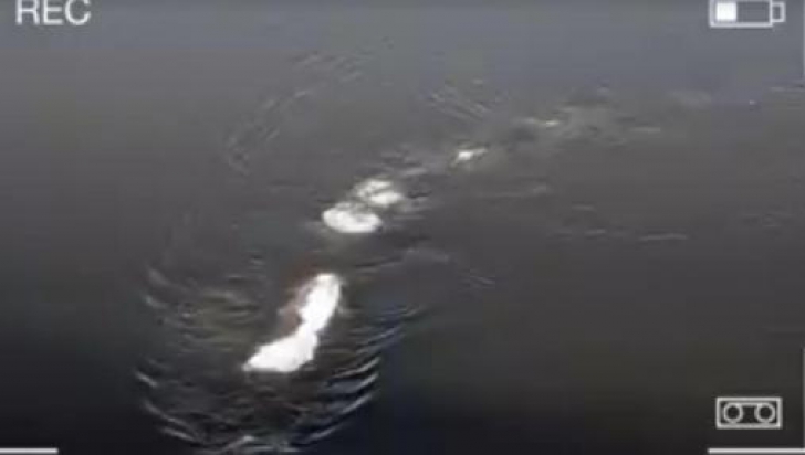 Monstrul din Loch Ness a apărut în SUA. Oamenii, îngroziți. Cum arată