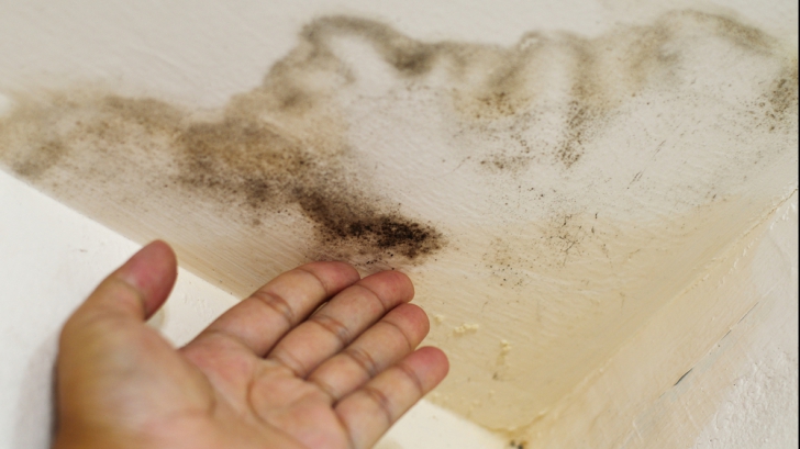Adevărul nespus despre mucegai. Îl vei mai curăța așa din casă?