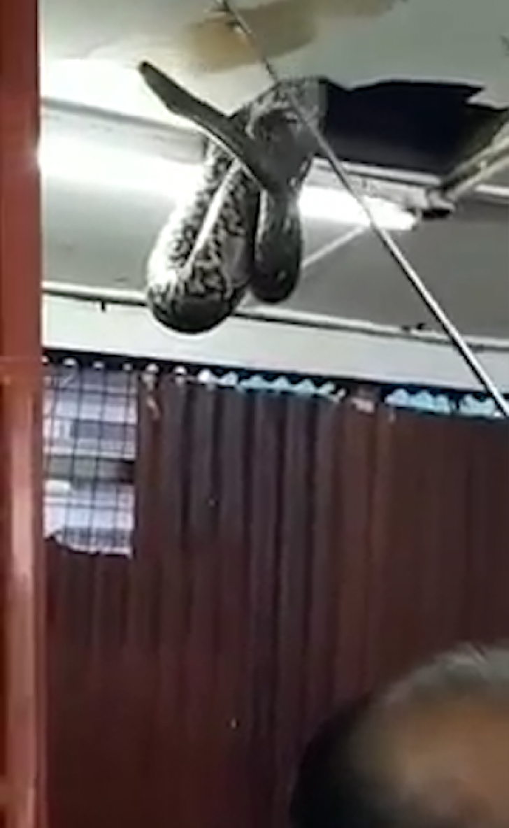 Un şarpe uriaş a căzut peste clienţi, în restaurant. Momentul, terifiant 