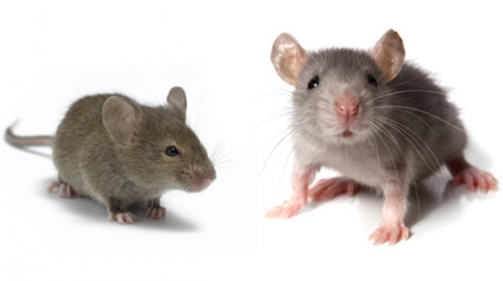Trucul genial de a ține șoarecii departe de casă: nu se vor mai întoarce niciodată 