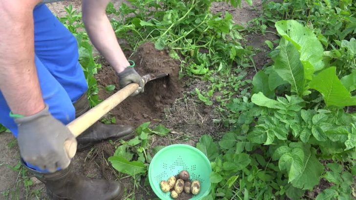 Şi-a pierdut verigheta din aur în timp ce planta legume. INCREDIBIL!Ce a răsărit trei ani mai târziu