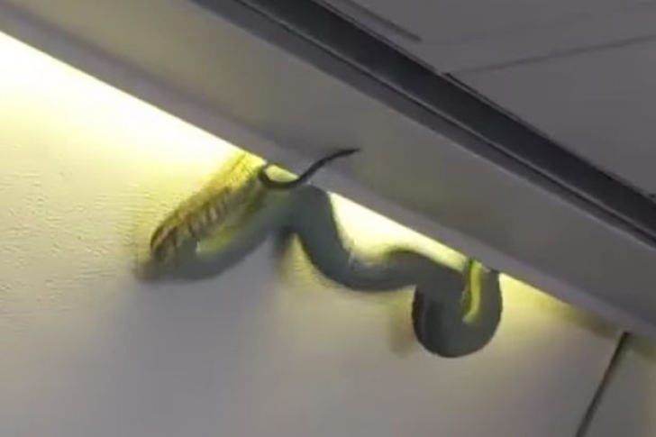 Panică în avion. O viperă a căzut din bagaje, printre pasageri. Imagini uluitoare