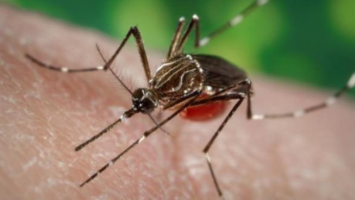 Anunţ de ultimă oră despre Virusul Zika. Ce spune Organizaţia Mondială a Sănătăţii